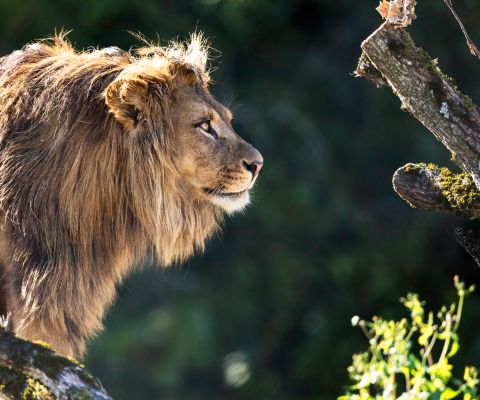 Una leone nel regno delle avventure dello zoo Walter di Gossau