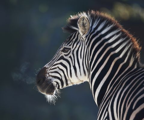 Una zebra di Grant nel regno delle avventure dello zoo Walter di Gossau