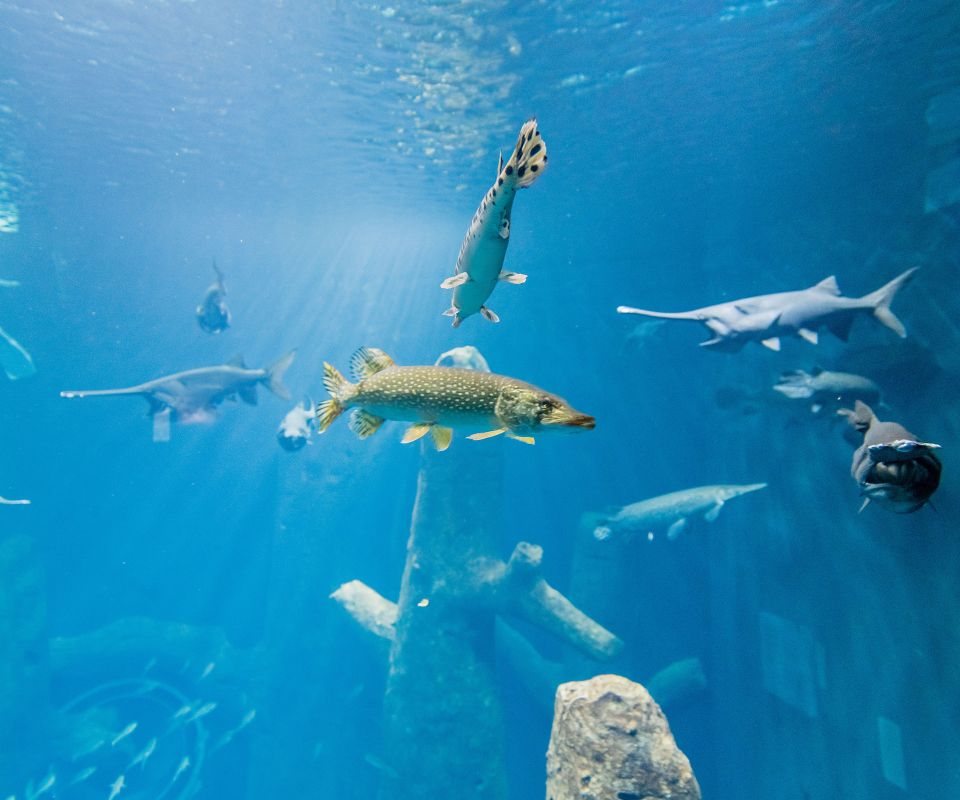 Unterwasserzauber im AquariumVivarium AQUATIS Lausanne Famigros