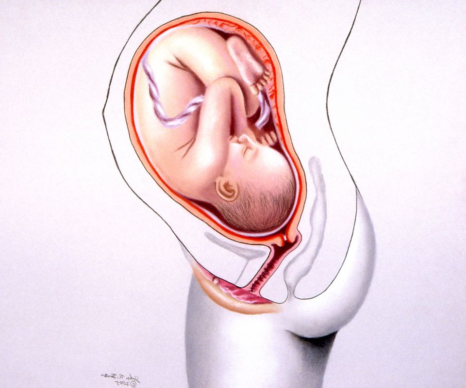 Heranwachsendes Baby im Bauch.