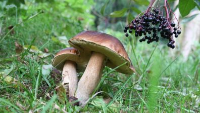 Ein Familienereignis Pilze Sammeln Und Zusammen Kochen Famigros