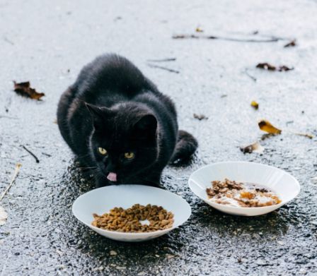 Katzen-fressen