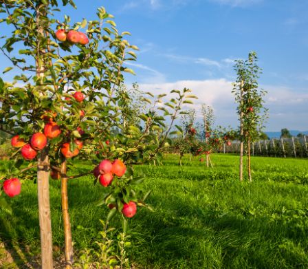 La "Via della Mela" di Altnau: tutto sulle mele