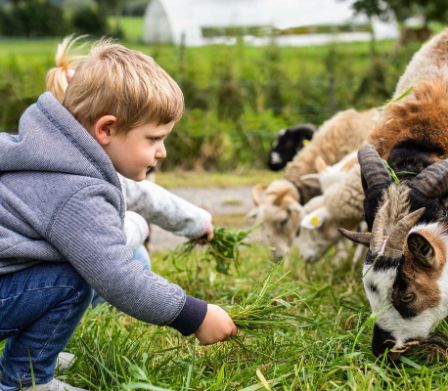 Ferme biologique Burgrain: des enfants nourrissent de jeunes chèvres et moutons