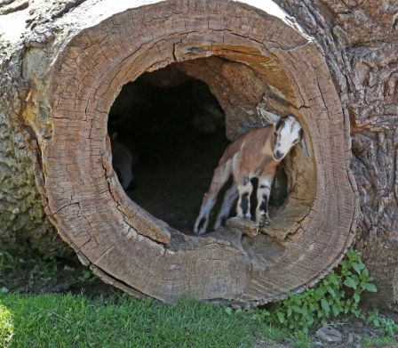 Adorables chèvres naines au parc d’aventure Seeteufel de Studen