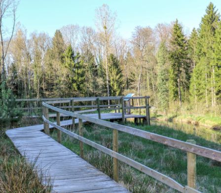 Spazieren und Vögel beobachten am Teich Bois Neuf