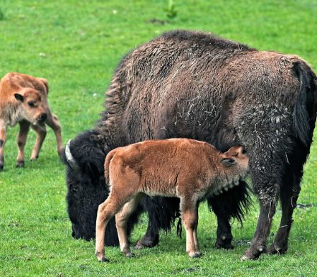 Bison-Mutter frisst Gras, während das Jungtier bei ihr Milch trinkt
