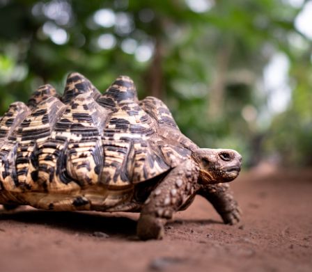 Frei herumlaufende tropische Schildkröte 