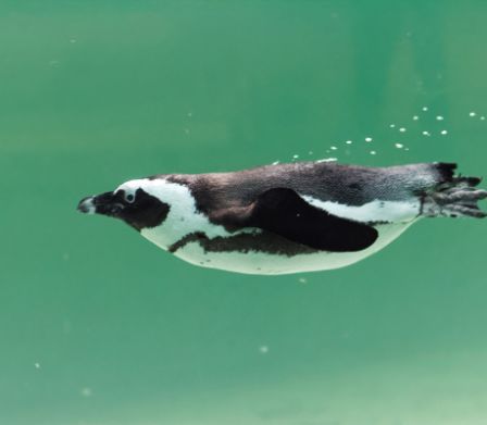 Pingouin dans le tropiquarium