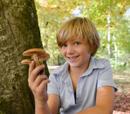 Un enfant en train de cueillir des champignons
