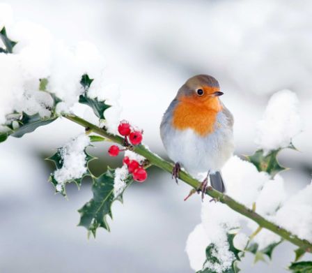 Pettirosso in inverno