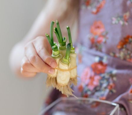 Ein Mädchen lässt aus Küchenabfällen neue Pflanzen ziehen 