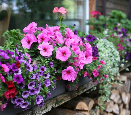 Plantes à floraison durable – une joie de vivre haute en couleur du printemps jusqu’à la fin de l’été