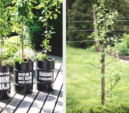Come piantare alberi da frutta rampicanti