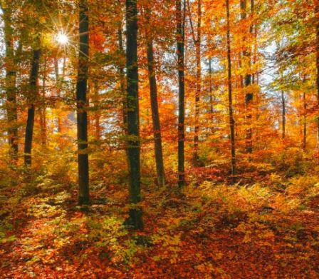 Rot, gelb leuchtender Herbstwald