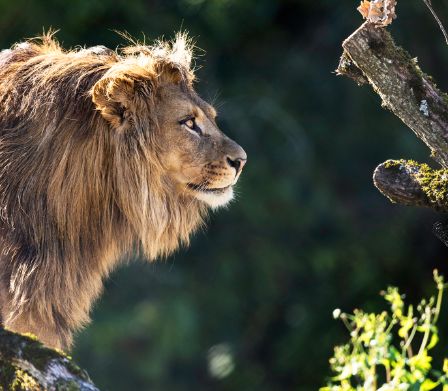 Una leone nel regno delle avventure dello zoo Walter di Gossau