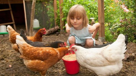 Kleines Mädchen füttert Hühner in einem Hühnergehege