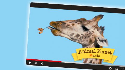 Animal Planet Mania Animal Planet Mania